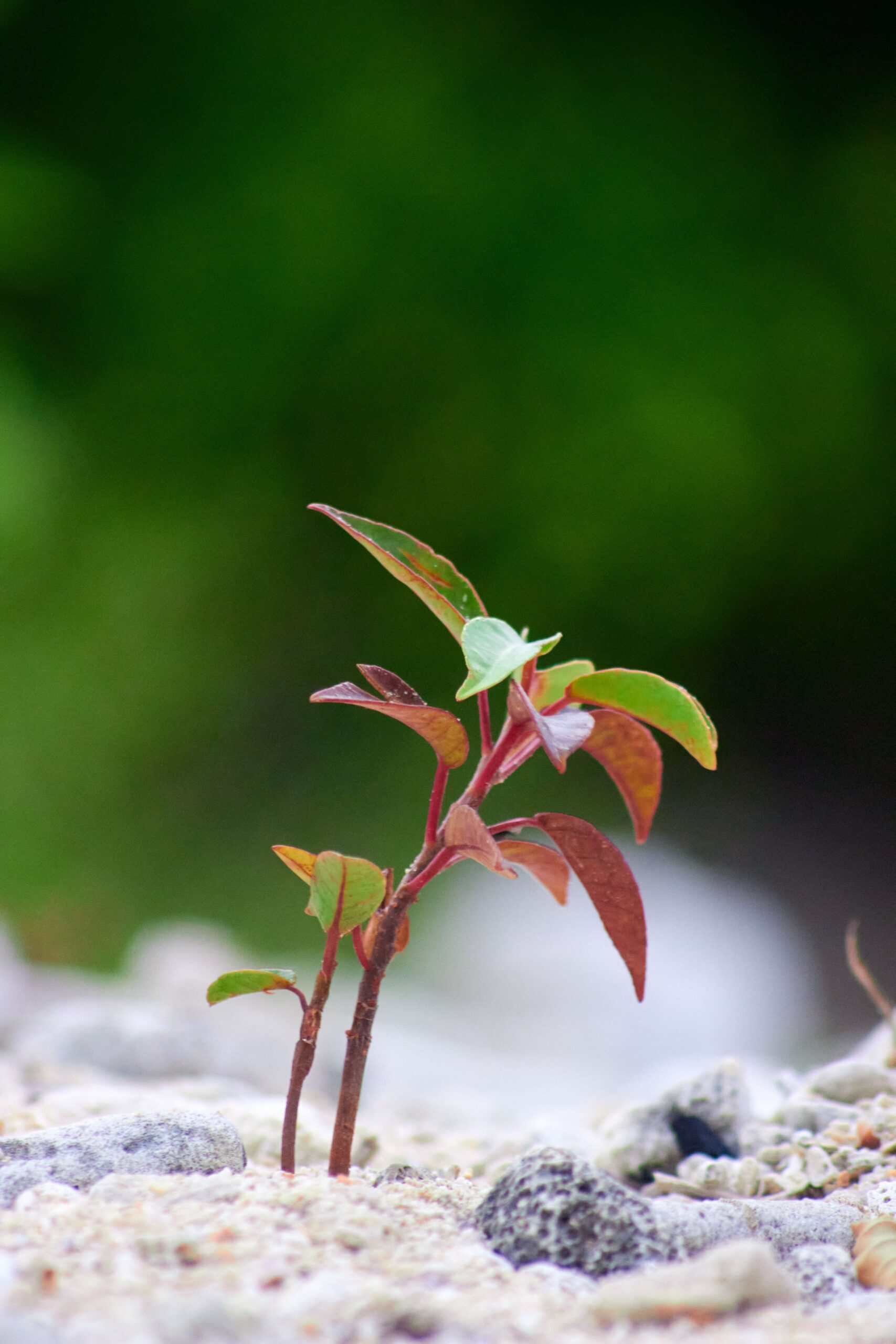 growth